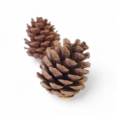 Pine Cone - Scented With Vanilla