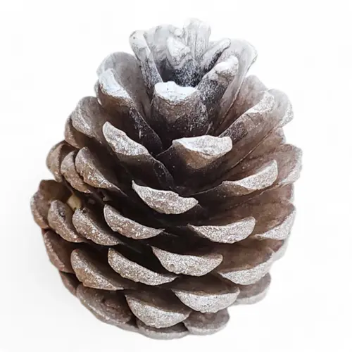 Christmas Pine Cones - Vanilla