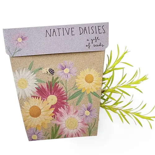 Sow n Sow - Native Dasies